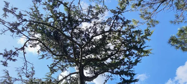 Träd Med Gröna Och Gula Blad Azurblå Himmel Bild Vacker — Stockfoto