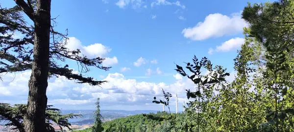 Alberi Con Foglie Verdi Gialle Immagine Del Cielo Azzurro Bella — Foto Stock