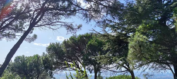 Bäume Mit Grünen Und Gelben Blättern Azurblauer Himmel Schöne Foto — Stockfoto