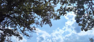 Açık hava. Beyaz bulutlu ve ağaç dallı mavi gökyüzü. güzel arkaplan fotoğrafı.