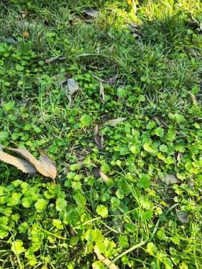 Sonbaharda yeşil çimlerde kurumuş yaprakların resmi. arkaplan fotoğrafı.