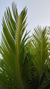 Palmiye ağaçları ve yapraklar, gökyüzü arka planı. Fotoğraf..