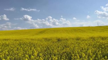 Tarım alanında açan sarı kolza tohumu çiçeklerinin güzel manzarası, arka planda mavi bulutlu gökyüzü. Tarım konusu.