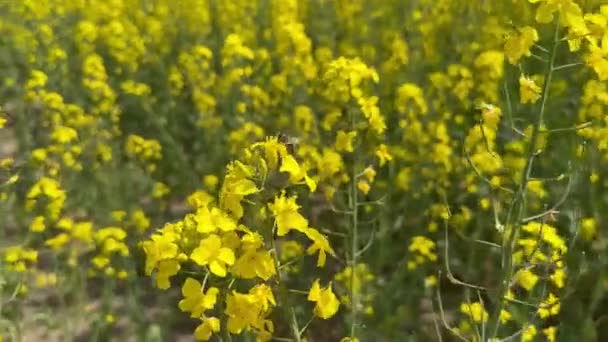 Rape Blossoms Summer Field Bee Sunset — Stock Video