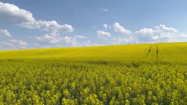 Ярко Желтое Рапсовое Поле Украине Солнечный День Пушистые Облака Плавают — стоковое видео