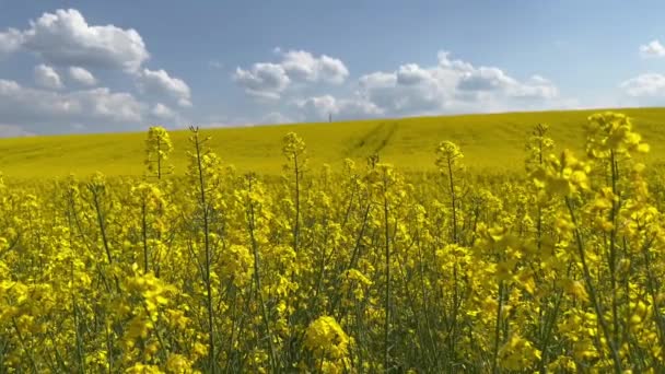 Rapeseed Canola Yellow Rapeseed Field View Rapeseed Meadow Production Oil — Stock Video
