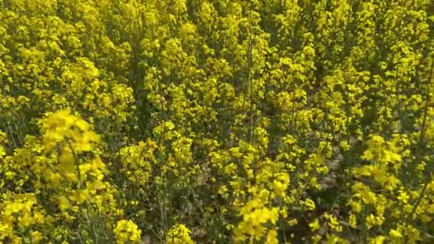 Blick Von Oben Auf Blühende Gelbe Rapsblüten Auf Dem Feld — Stockvideo
