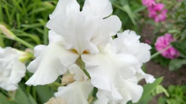 Beyaz sakallı iris (lat. - Yaz bahçesinde. Alman İris çiçeği. Yakın plan.