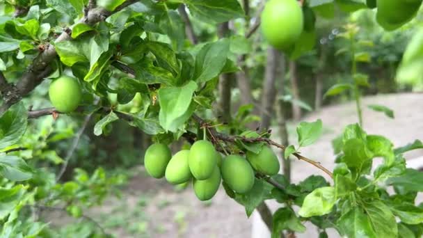 Ripening Plums Tree Branch Garden Green Plum Berry Ripens Branch — Stock Video