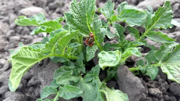 Colorado Potato Beetles Eating Young Potato Sprouts Close Garden Bed — Stock Video