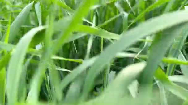 Зеленое Поле Ранней Пшеницы Зеленая Трава Качающаяся Ветру Красивое Зеленое — стоковое видео