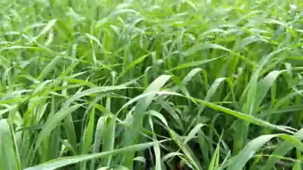Зеленые Побеги Весенней Пшеницы Развевающейся Ветру Поле Весной Выращивание Пшеницы — стоковое видео