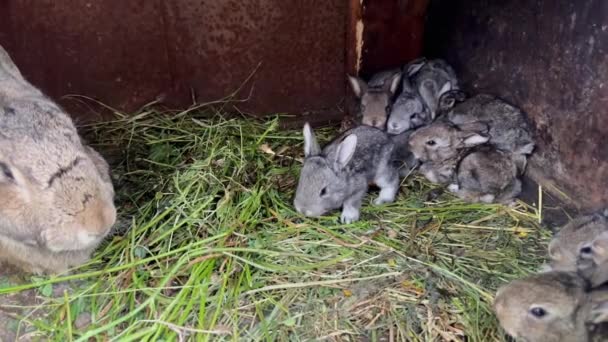 一只可爱的小兔子和一只大兔子妈妈住在笼子里 小兔子们挤在一起 在兔子妈妈的监督下打盹 一群可爱的兔子佛兰德兔的繁殖 — 图库视频影像