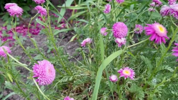 Άστερ Λουλούδια Στον Κήπο Όμορφη Μοβ Ροζ Asters Callistephus Chinensis — Αρχείο Βίντεο