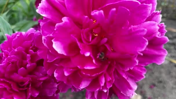 Berkembang Bunga Peony Merah Cerah Close Dan Lebah Madu Mengumpulkan — Stok Video