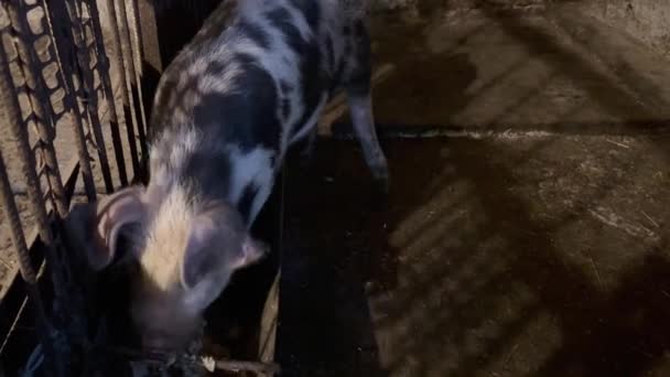 흑백의 마리가 헛간에 우리의 통나무배에서 먹는다 집에서 기르고 돼지를 기르는 — 비디오