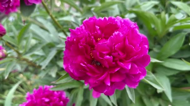 Egy Vörös Bazsarózsa Virágzó Rügyei Közelről Egy Mézelő Méh Beporozza — Stock videók