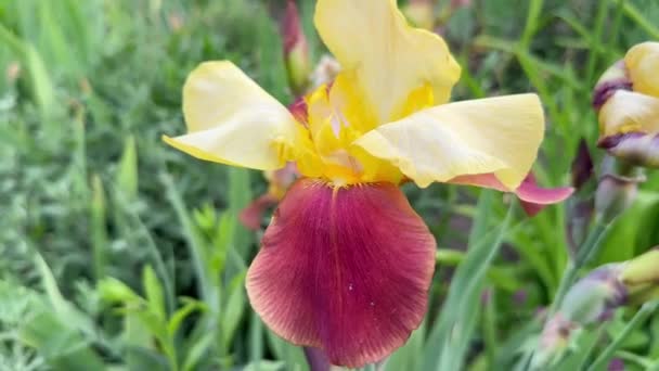 德国金黄色的爱丽花 Iris Barbata 花冠的特写 在花园的风中飘扬 — 图库视频影像