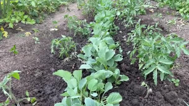 乾燥土壌 植物ケア 環境に優しい製品の概念でキャベツとトマトの若い苗に散水 干ばつによる苗の散水 — ストック動画