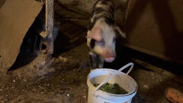 黑色和斑斑的皮特恩肉猪等待食物在一个旧农场的泥棚里的桶 农夫把一桶食物送给谷仓里的小猪 农场的猪的家庭喂养 — 图库视频影像
