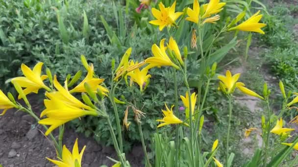 Žluté Lilie Rostou Záhonu Domácích Květin Kolébají Větru Neuvěřitelné Rozkvět — Stock video