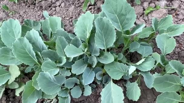 Green Young Seedlings Cabbage Growing Farm Field Dry Land Planted — Stock Video