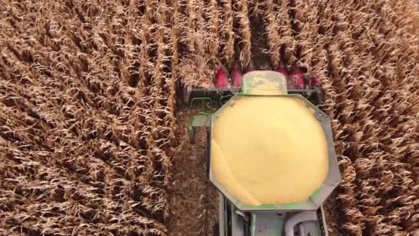 Збиральний Комбайн Бункер Заповнений Кукурудзою Полі Урожай Кукурудзи — стокове відео