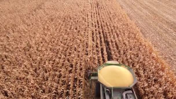 Eine Erntemaschine Auf Dem Feld Mäht Den Reifen Trockenen Mais — Stockvideo