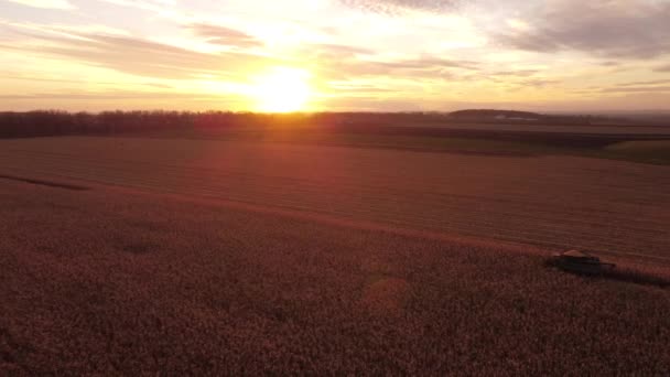 Luftaufnahme Eines Großen Feldes Mit Reifem Getreide Auf Dem Morgengrauen — Stockvideo