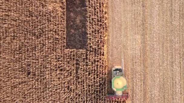 Luftaufnahme Vom Mähen Von Mais Von Der Ernte Von Mais — Stockvideo