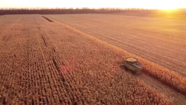 Ein Mähdrescher Erntet Morgengrauen Auf Einem Feld Eine Reife Ernte — Stockvideo