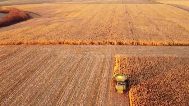 Luftaufnahme Eines Großen Feldes Mit Reifem Goldenem Mais Der Der — Stockvideo