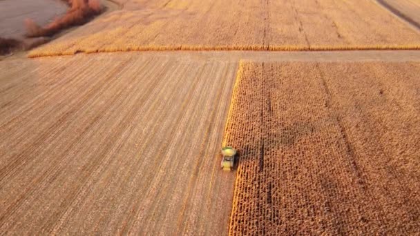 수확기는 옥수수 밭에서 옥수수를 거두어들입니다 해상도로 수있다 위에서 바라본 — 비디오