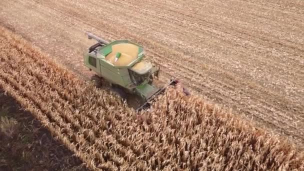 Colheita Milho Com Uma Ceifeira Tiro Lado Por Drone Agricultores — Vídeo de Stock