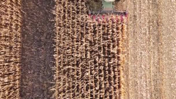 联合收割机的特写镜头 从上方切割成熟的玉米茎 收割成熟的干庄稼时 切碎谷物收割机 农业工业 联合收割机 — 图库视频影像