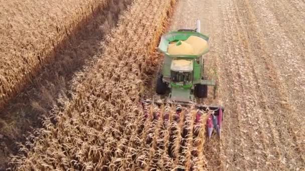 수확기는 옥수수 밭에서 일합니다 수확기에는 수확하는 사람을 으십시오 곡물을 수확하는 — 비디오