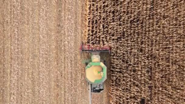 空中无人机俯瞰联合收割机在田间收获干玉米 — 图库视频影像