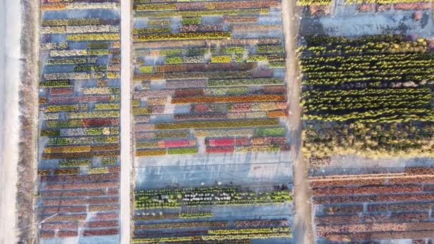 Luchtfoto Van Kleurrijke Zaailingen Van Sierbomen Planten Groeiende Sierteelt Groenblijvende — Stockvideo