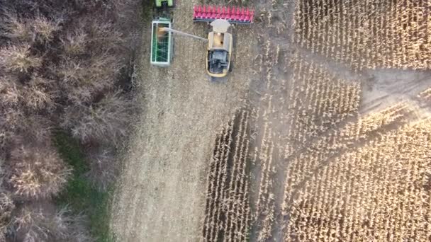 从无人机上看到的把联合收割机上的玉米超载到田里的谷物卡车上 联合卸货机将收获的玉米倒入箱中 工作的农民 — 图库视频影像