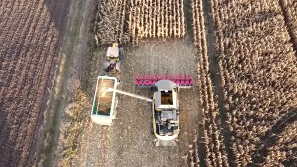농장으로 거리를 이동하기 트랙터 트레일러에 옥수수 낟알을 조합의 꼭대기 — 비디오