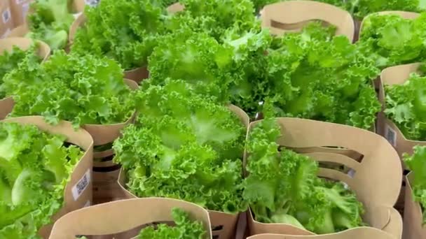 Listy Zeleného Salátu Třídí Svazků Balí Papírových Obalů Farmě Dalšímu — Stock video