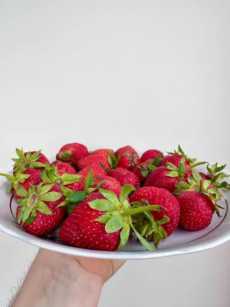 盘子里的新鲜草莓 一只手拿着一个白色的盘子 里面装满了新鲜的草莓 绿色的尾巴在浅灰的墙壁背景上 — 图库照片