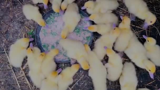 Spousta Malých Žlutých Kachniček Chutně Krmivo Farmě Koncept Chovu Drůbeže — Stock video