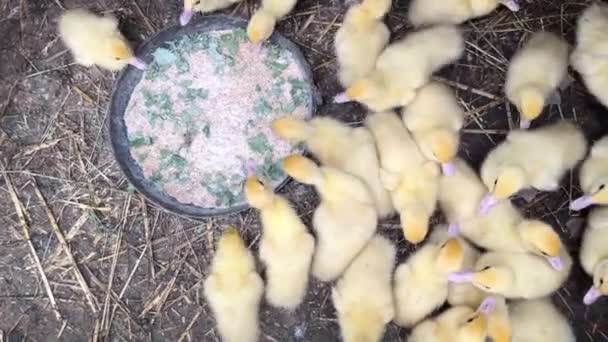 Many Small Yellow Newborn Ducklings Quickly Eat Food Old Duck — Stock Video