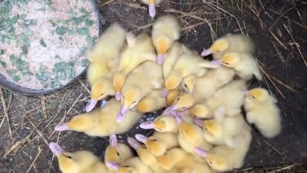Many Little Yellow Ducklings Actively Drink Water Bathe Water Concept — Stock Video