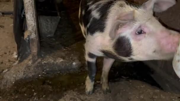 헛간에 농장에 검은색 돼지입니다 고기를 생산하기 돼지의 — 비디오