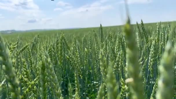 Bahar Mevsiminde Taze Yeşil Buğday Dalları Makroyu Kapatır Buğday Tarlasının — Stok video