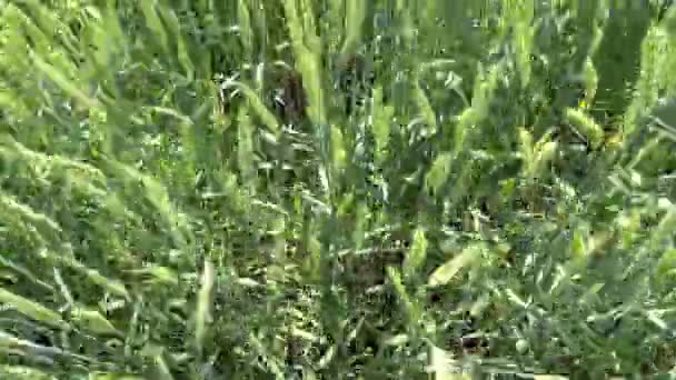Muž Kráčí Zeleným Polem Vysoké Pšenice Šlape Pěšině Člověk Šlápne — Stock video