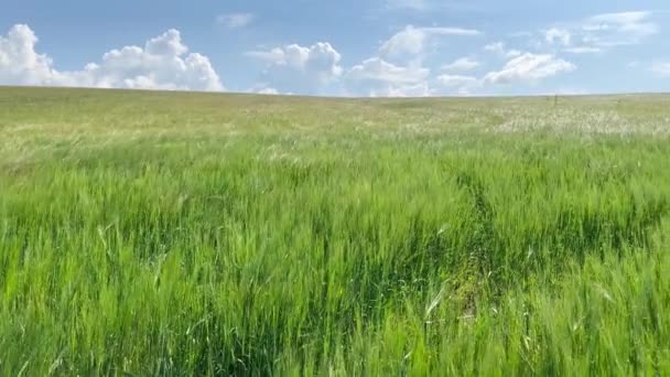 Ein Feld Grüner Gerste Reift Vor Blauem Himmel Und Strahlender — Stockvideo