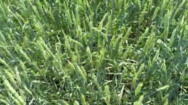 Šťavnaté Čerstvé Výhonky Mladé Zelené Pšenice Přírodě Jarním Letním Poli — Stock video